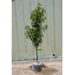 Miller Salgsbutik -Miller Salgsbutik potted tree general