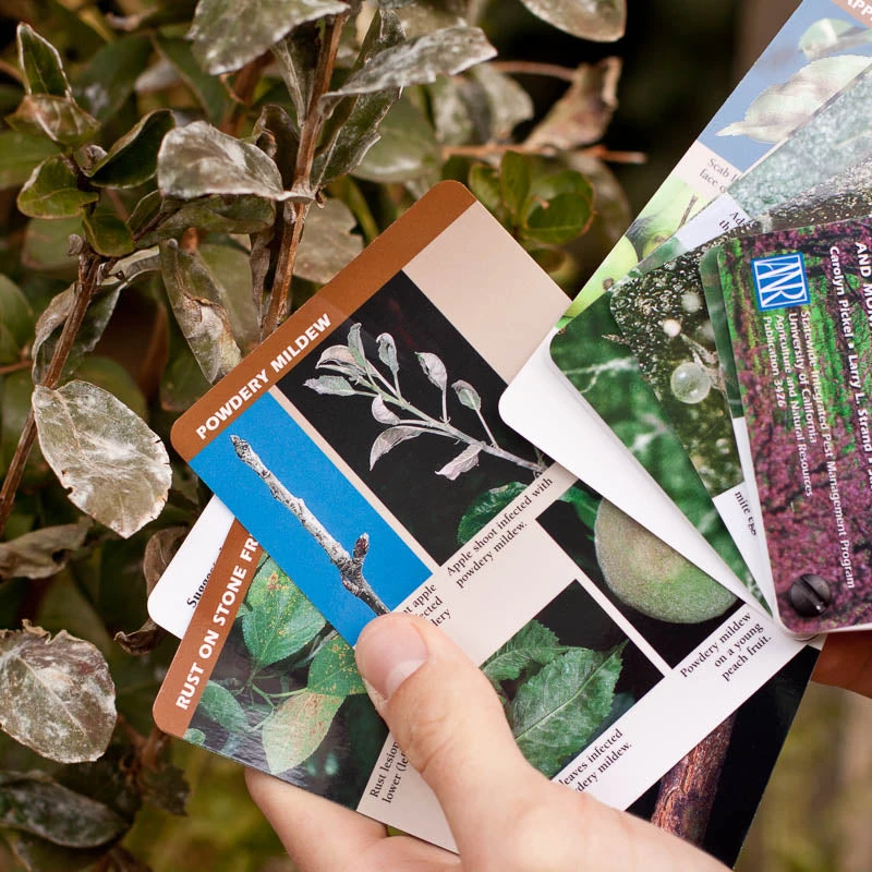 Tree Fruit Pest ID And Monitoring Cards 2 Tree Fruit Pest ID And Monitoring Cards - Billede 2