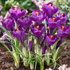Bee Bulb Collection - Purple (Pack Of 50) -Miller Salgsbutik purple crocus