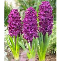 Bee Bulb Collection - Purple (Pack Of 50) -Miller Salgsbutik purple hyacinthus
