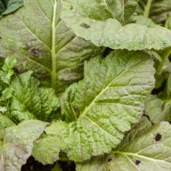 Mustard Giant Red Greens Seeds (Organic) 6 Mustard Giant Red Greens Seeds (Organic) -Miller Salgsbutik red mustard 1 3 4