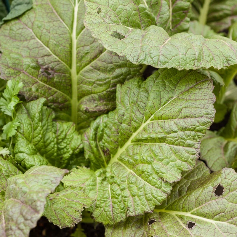 Mustard Giant Red Greens Seeds (Organic) 3 Mustard Giant Red Greens Seeds (Organic) - Billede 3