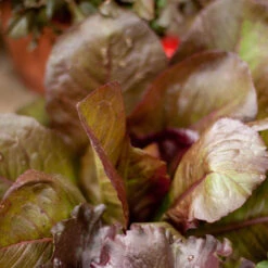 Rouge D'Hiver Lettuce Seeds (Organic) -Miller Salgsbutik rouge de hiver a