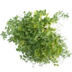 Peaceful Valley Premium Soil Builder Mix - Raw Seed (lb) 6 Peaceful Valley Premium Soil Builder Mix - Raw Seed (lb) -Miller Salgsbutik scm120 a 2