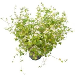 Peaceful Valley Summer Soil Builder Mix - Raw Seed (lb) -Miller Salgsbutik scm150 b