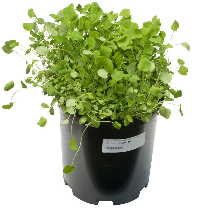 Peaceful Valley Dryland Clover Mix - Nitrocoated Seed (lb) 2 Peaceful Valley Dryland Clover Mix - Nitrocoated Seed (lb) - Billede 2