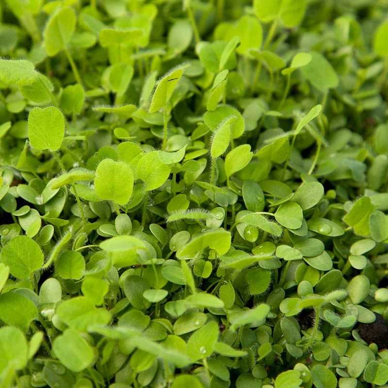 Peaceful Valley Easy Care Cover Crop Mix - Nitrocoated Seed (lb) 2 Peaceful Valley Easy Care Cover Crop Mix - Nitrocoated Seed (lb) - Billede 2