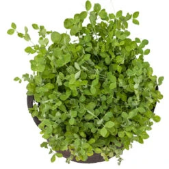 Peaceful Valley Winter Edible Cover Crop Mix - Raw Seed (lb) -Miller Salgsbutik scm900