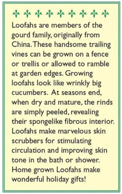 Renee's Garden Gourd Compact Vining Bath Loofah -Miller Salgsbutik snv4218 b 1