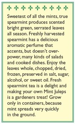 Renee's Garden Spearmint Italian (Heirloom) 5 Renee's Garden Spearmint Italian (Heirloom) -Miller Salgsbutik snv4226 b