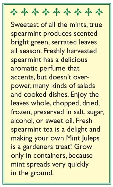 Renee's Garden Spearmint Italian (Heirloom) 3 Renee's Garden Spearmint Italian (Heirloom) - Billede 3