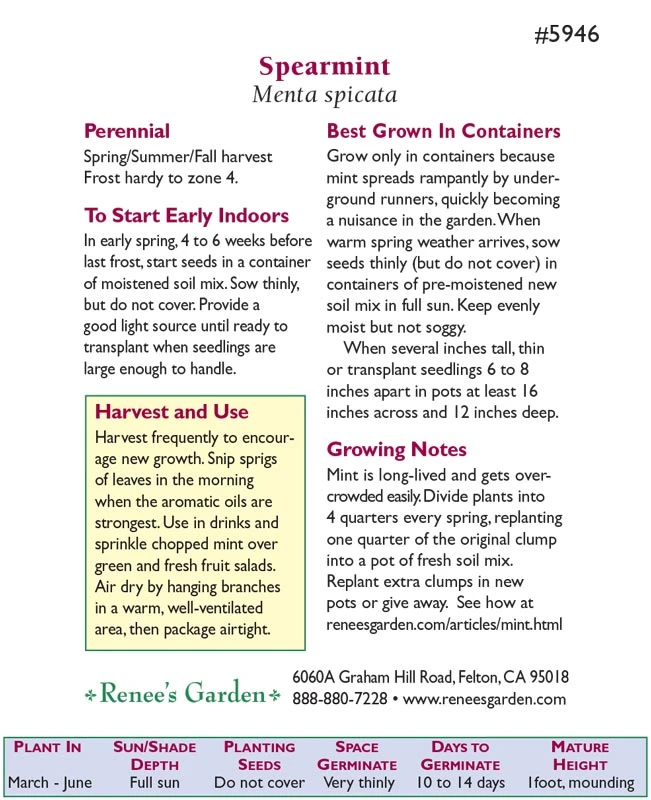 Renee's Garden Spearmint Italian (Heirloom) 2 Renee's Garden Spearmint Italian (Heirloom) - Billede 2