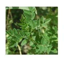 Strictly Medicinal Organic Astragalus -Miller Salgsbutik snv7004 web