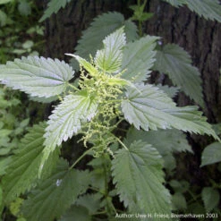 Strictly Medicinal Organic Stinging Nettles -Miller Salgsbutik snv7031b