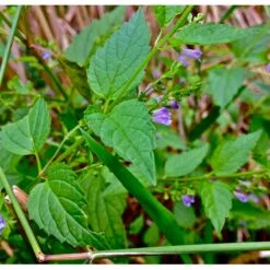 Strictly Medicinal Organic Skullcap -Miller Salgsbutik snv7036 web