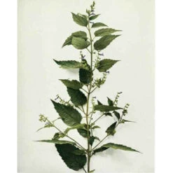 Strictly Medicinal Organic Skullcap -Miller Salgsbutik snv7036b