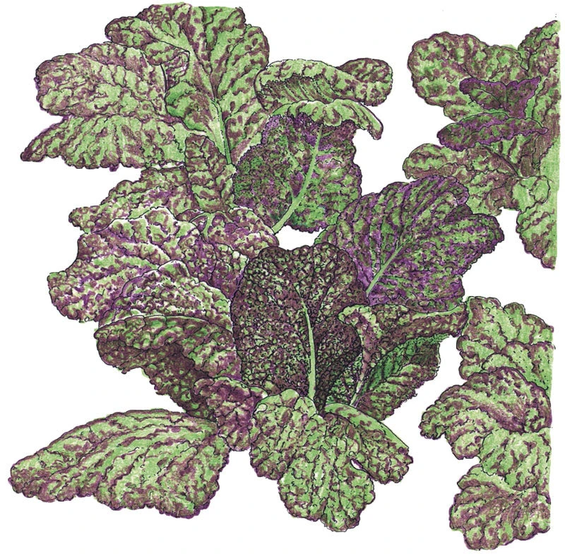 Mustard Giant Red Greens Seeds (Organic) 2 Mustard Giant Red Greens Seeds (Organic) - Billede 2