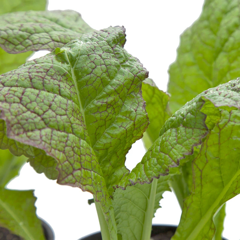 Mustard Giant Red Greens Seeds (Organic) 4 Mustard Giant Red Greens Seeds (Organic) - Billede 4