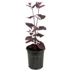 Organic Orach, Red (1 Oz) -Miller Salgsbutik snv8064 web2 1