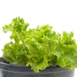 Tango Lettuce Seeds (Organic) -Miller Salgsbutik snv8075 web