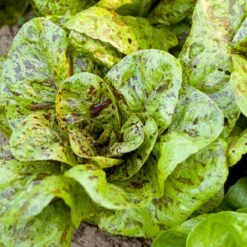 Freckles Lettuce Seeds (Organic) -Miller Salgsbutik snv8078 a 2