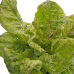 Freckles Lettuce Seeds (Organic) -Miller Salgsbutik snv8078 web 1