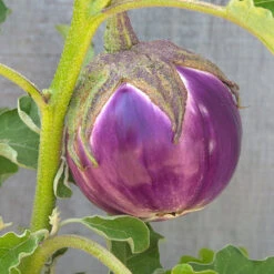 Rosa Bianca Eggplant Seeds (Organic) 5 Rosa Bianca Eggplant Seeds (Organic) -Miller Salgsbutik snv8350 web