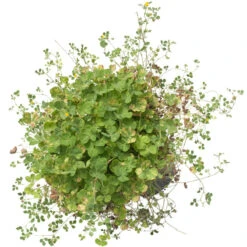 Peaceful Valley Low Rainfall Dryland Pasture Mix - Nitrocoated Seed (lb) -Miller Salgsbutik spd120 d