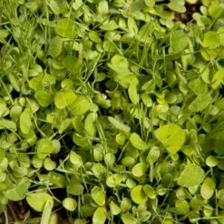 Peaceful Valley Sierra Foothill Dryland Mix - Nitrocoated Seed (lb) -Miller Salgsbutik spd600 web