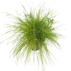 Peaceful Valley Irrigated Dairy Pasture Mix - Nitrocoated Seed (lb) -Miller Salgsbutik spi300 a 2