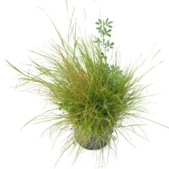 Peaceful Valley Premium Horse Irrigated Pasture Mix - Nitrocoated Seed (lb) 5 Peaceful Valley Premium Horse Irrigated Pasture Mix - Nitrocoated Seed (lb) -Miller Salgsbutik spi600 a