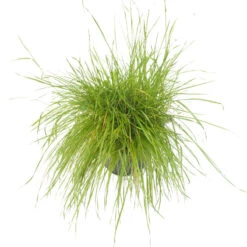 Peaceful Valley Herbal Irrigated Pasture Mix - Nitrocoated Seed (lb) -Miller Salgsbutik spi700 a