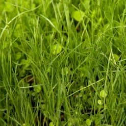 Peaceful Valley Herbal Irrigated Pasture Mix - Nitrocoated Seed (lb) -Miller Salgsbutik spi700 web