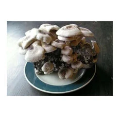 Shiitake Mushroom Block -Miller Salgsbutik spr200 1 web