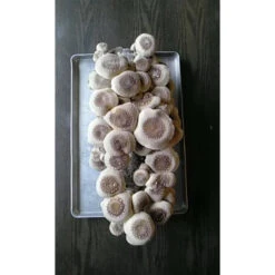 Shiitake Mushroom Block -Miller Salgsbutik spr200 2 web