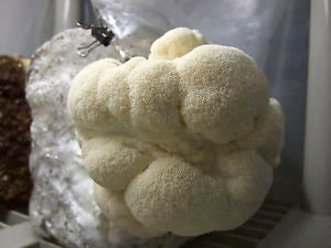 Lion's Mane Mushroom Kit 2 Lion's Mane Mushroom Kit - Billede 2