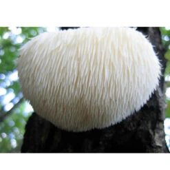 Lion's Mane Mushroom Plug Spawn (100 Plugs/pk) -Miller Salgsbutik spr223 web