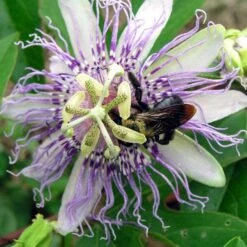 Strictly Medicinal Organic Passionflower