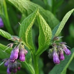 Nye udgivelser 1 Strictly Medicinal Organic True Comfrey