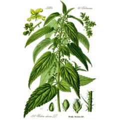 Strictly Medicinal Organic Stinging Nettles -Miller Salgsbutik urtica dioica