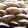 White Oyster Mushroom Kit