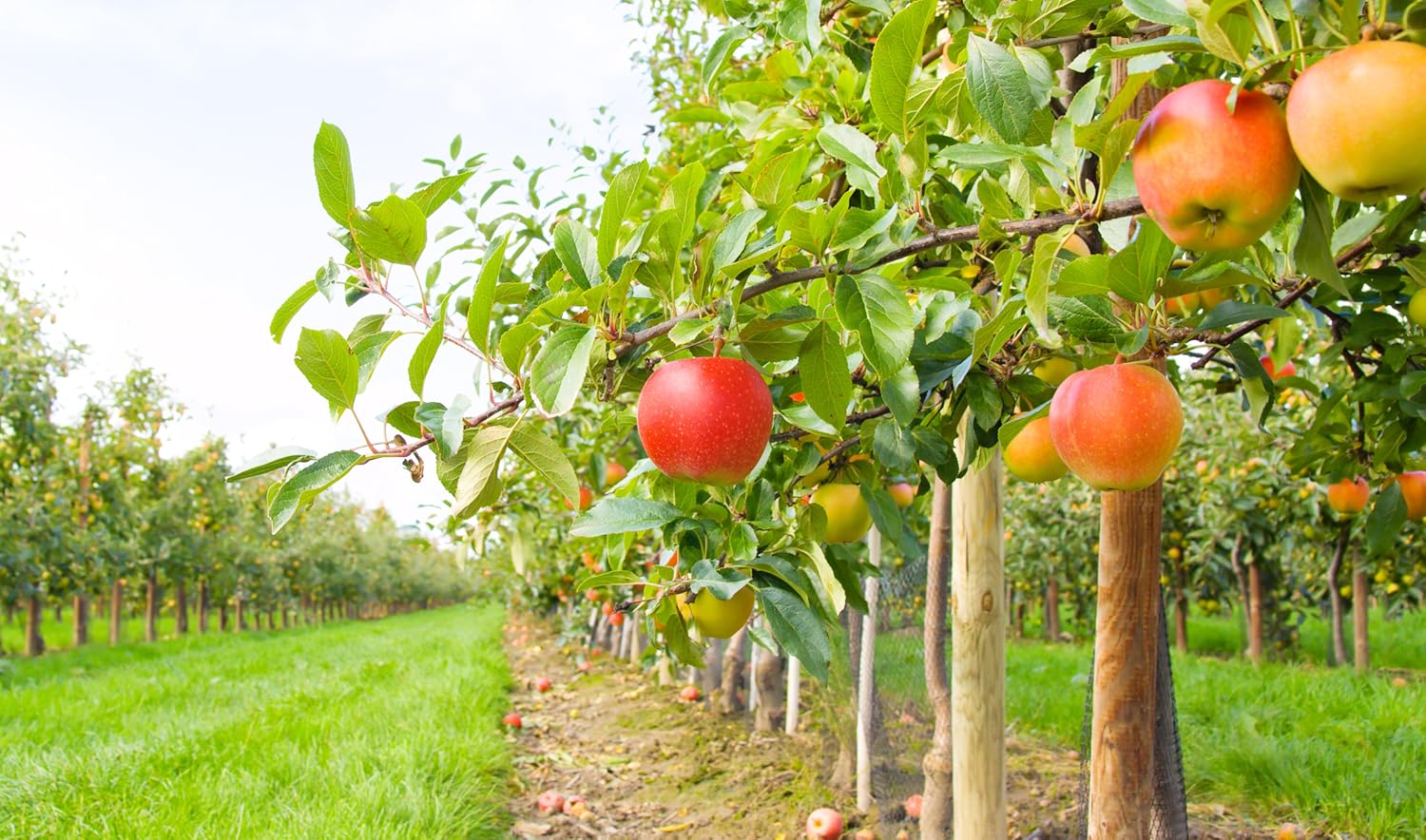 Miller Salgsbutik -Miller Salgsbutik 2fddcef7acfc8729b9de5ea7716e6b4f.w3000.h2000. CR49846024371437 SX1500