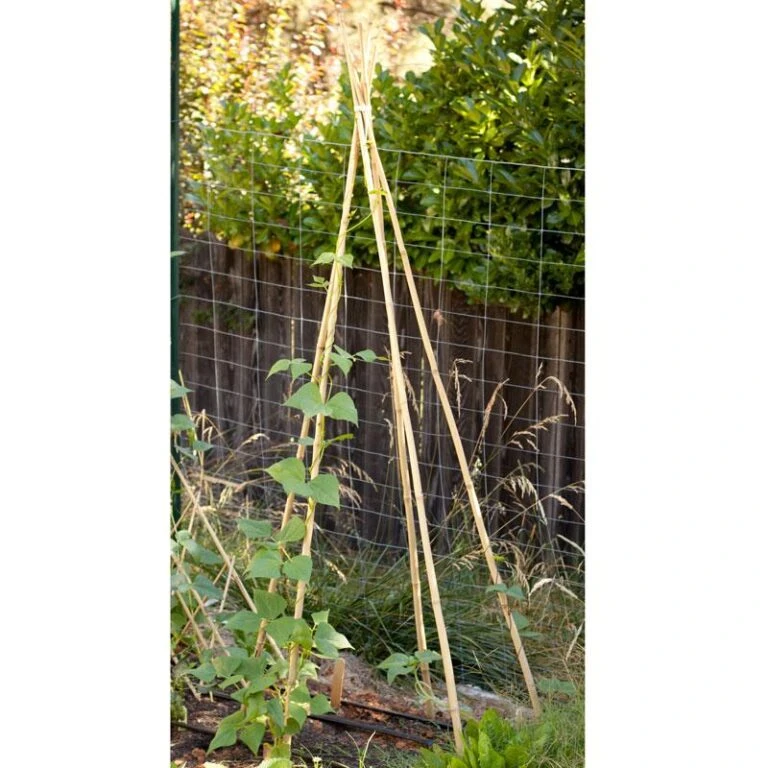 Miller Salgsbutik -Miller Salgsbutik bamboo stakes 10 pack of 10 768x768 1
